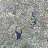 Une famille de gibbons noirs