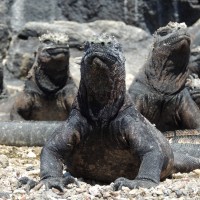 Séance bronzage des iguanes marins