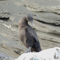 Le cormoran aptère