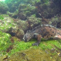 Un iguane marin en plein repas sous l'eau