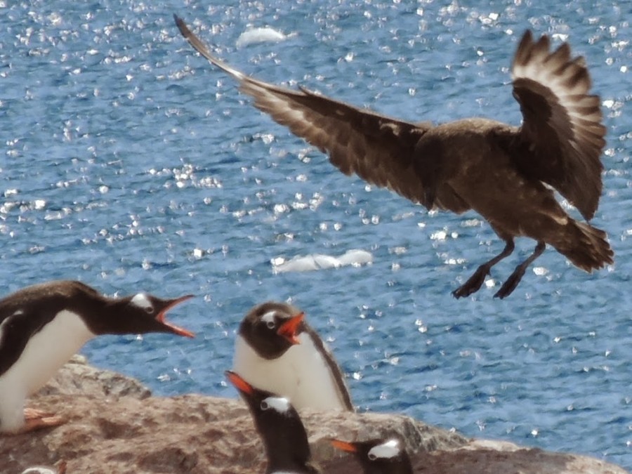 Tableau de la rivalité entre manchots et albatros