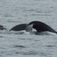 Queue de baleine à bosse
